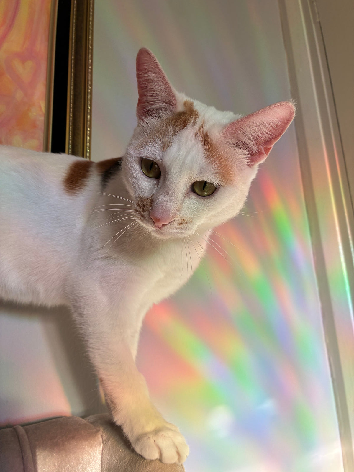 Rainbow Gift Set